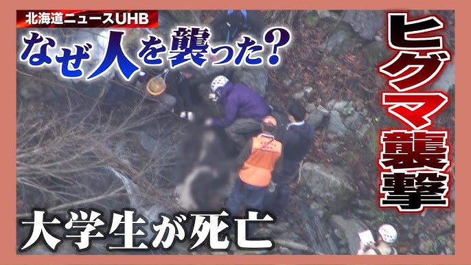 ヒグマが現れた山でハンター失踪　食われたか
